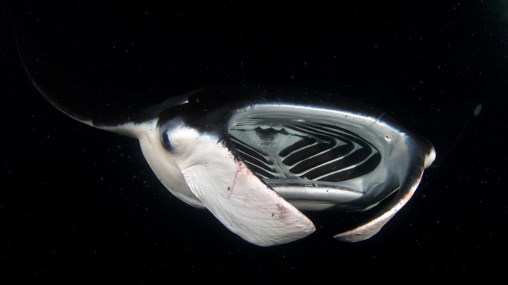 Manta rays can provide important insight on more efficient filtration systems that could improve technology for wastewater treatment.