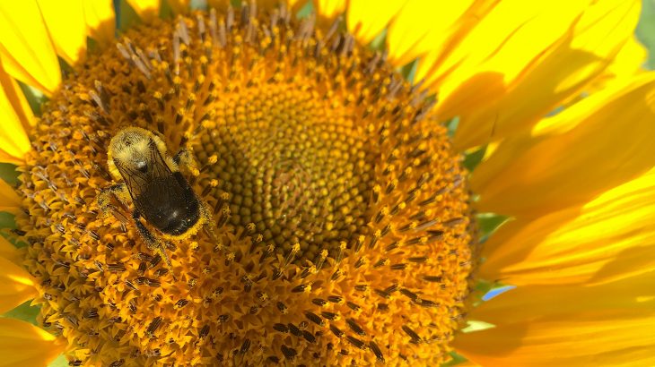 A new study led by North Carolina State University has revealed that sunflower pollen makes bees less susceptible to infection and disease.