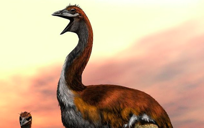 Scientists at the Zoological Society of London (ZSL) may have finally ended a long debate over the “world's largest bird."