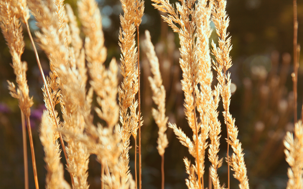 Mexican Reeds How to care for Mexican reed grass - Complete Plant Care Guide ...