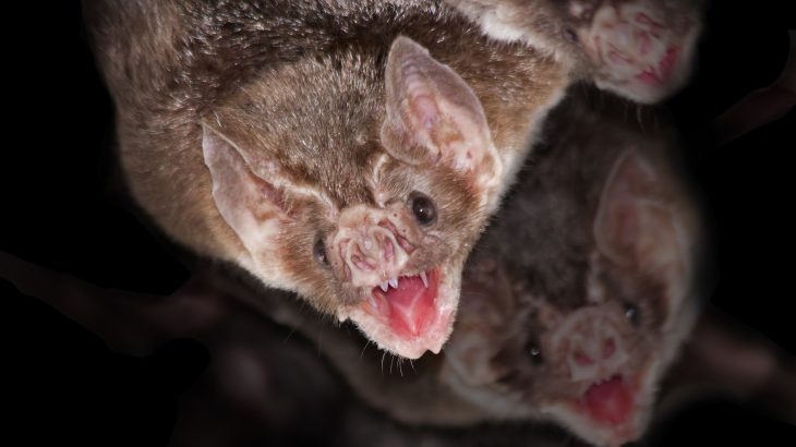 Many vampire bats are carriers of Bartonella bacteria, and Bartonella infections are extremely prevalent in Peru and Belize.