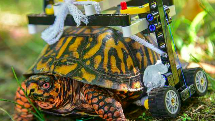 At The Maryland Zoo, a turtle is rolling around on a wheelchair made out of Legos while recovering from surgery.