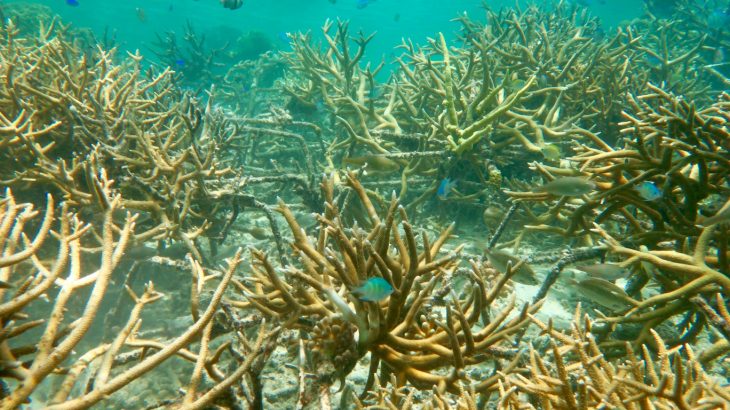 Researchers have now developed a new technique that successfully rehabilitated large portions of coral reefs.