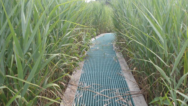 A new study has revealed that some invasive plant species are actually helping ecosystems absorb more blue carbon.
