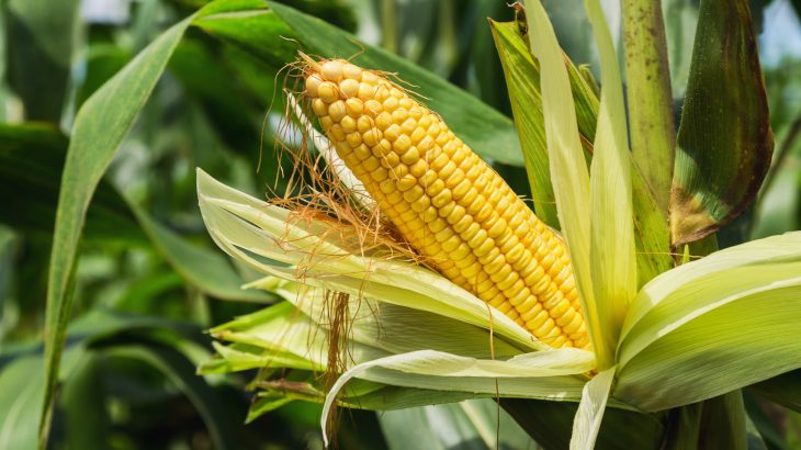 The productivity of corn can be boosted by targeting the enzyme in charge of capturing CO2 from the atmosphere.