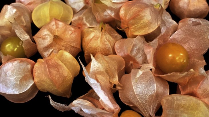 A new berry called the groundcherry may soon be coming to your supermarket thanks to gene editing technology.
