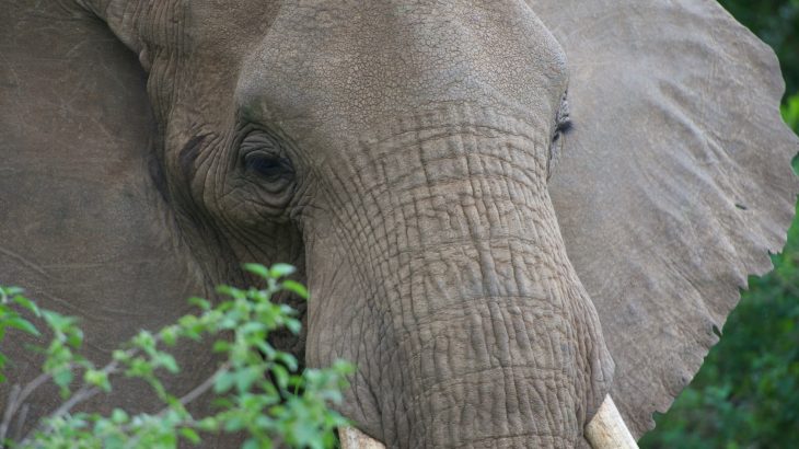 The many wrinkles that make up an elephant’s skin are designed to help these mammals regulate their body temperature.