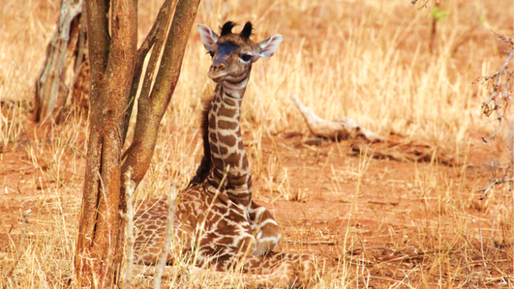 A giraffe’s spot pattern is passed down from mother to baby, and their survival is directly related to their spot pattern.