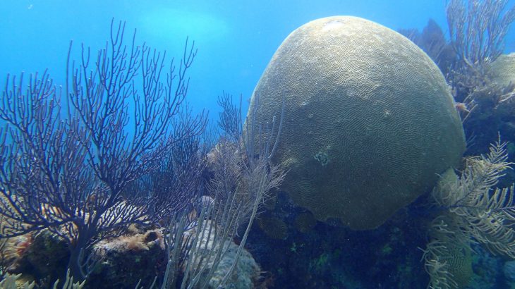 A team of researchers led by Princeton University has investigated the impact of nitrogen emissions in the open ocean near Bermuda.