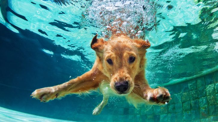 An investigation revealed that the intelligence of dogs has been overestimated when they are compared to other animals.