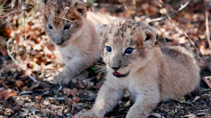 Victor and Isabel, the world's first lion cubs to be conceived through artificial insemination, are described as being “healthy and normal."