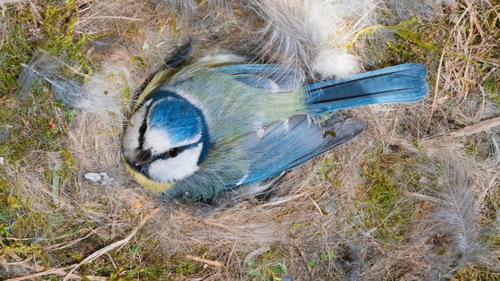 Birds in forests with lower levels of calcium in their diet lay smaller eggs than birds in urban areas, according to a new study.