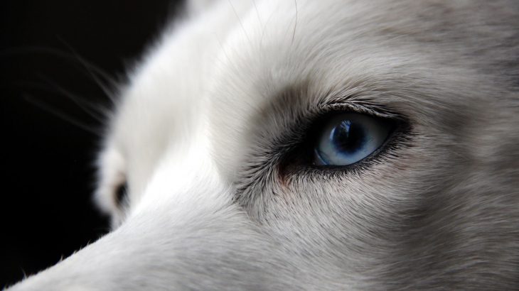 Have you ever wondered why huskies, border collies, and some shepherd dogs have those piercing blue eyes they're so known for?