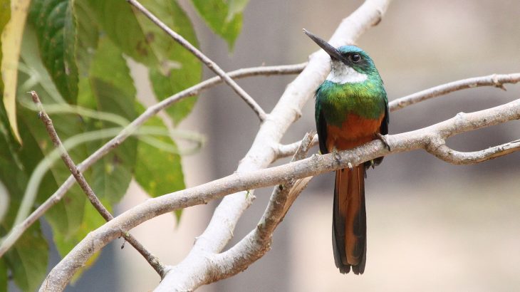 Researchers have investigated the health of previously deforested areas and compared them to undisturbed primary forests.