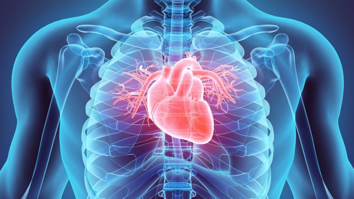 In a new study, researchers from Australia report the most in-depth study ever of how human stem cells can be turned into heart cells.