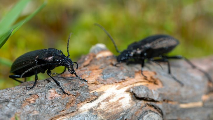 Some species exhibit sexual conflict, where males and females employ methods that work counter to the other sex’s reproductive chances.