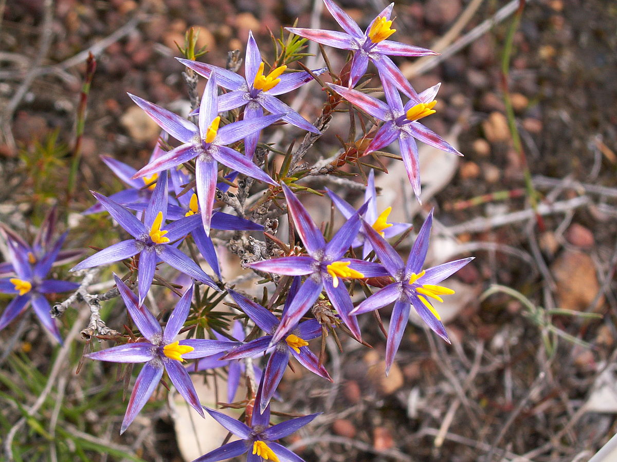Blue tinsel lily