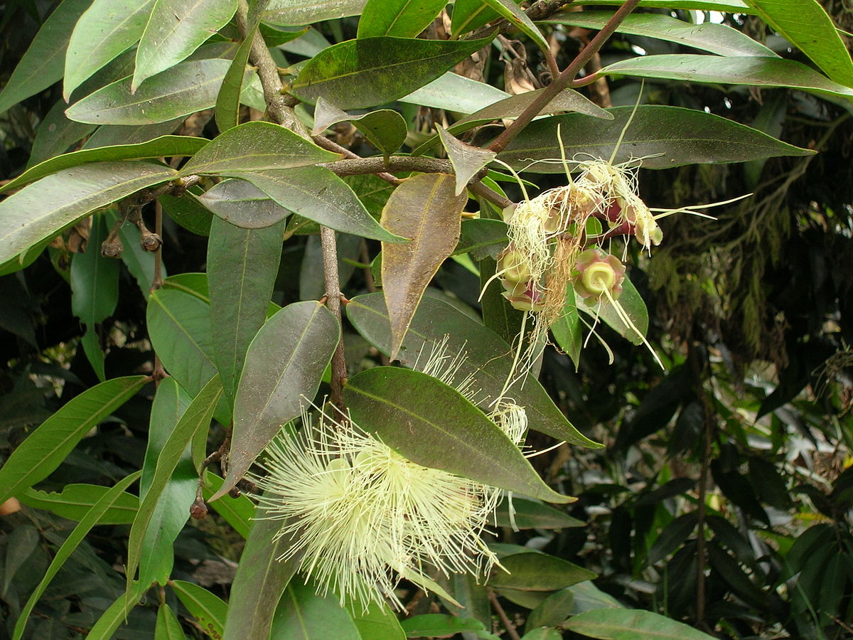 Petrie's syzygium