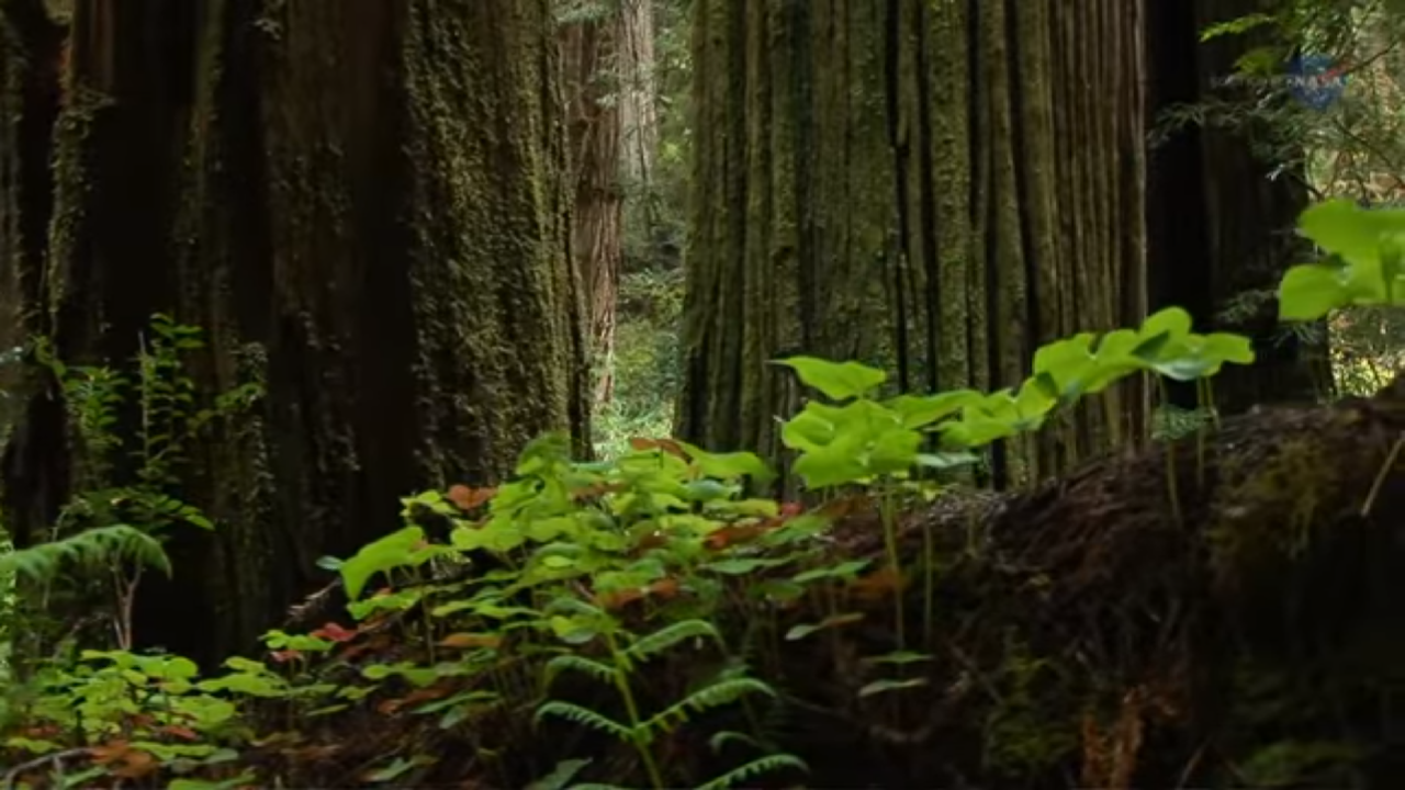 Plants can cool off the air by sweating