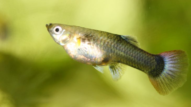 While female guppies with smaller brains can recognize attractive males, they do not consider them to be more appealing.