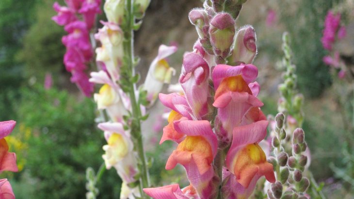 Snapdragons are tall plants that flower in a bright range of colors. But the most remarkable is that none of them seem to mix together.