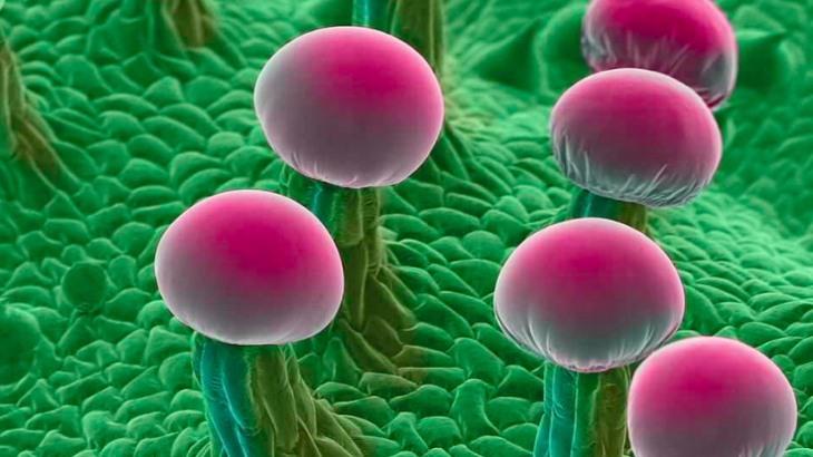 A new book by an expert in photographic sciences shows a side of marijuana rarely seen outside of a lab setting.