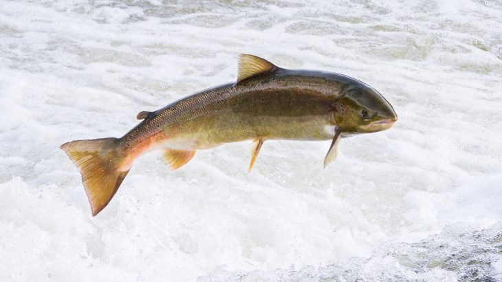 Atlantic salmon use the Earth's magnetic field to help navigate and this ability is passed on through generations.
