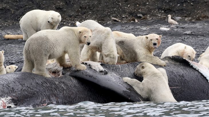 Polar bears were able to survive past interglacial warm periods in the Arctic by scavenging on washed up whale carcasses.