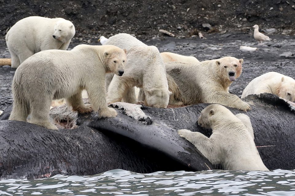 Polar bear backup food sources won’t be enough to sustain warming