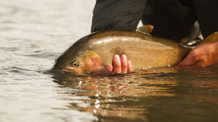 Catch-and-release fishing might seem much more humane, but the hole left by a fishhook damages a fish’s feeding ability.
