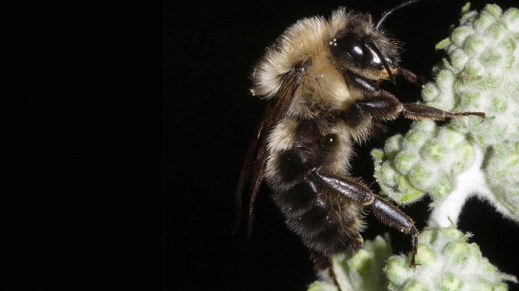 Researchers at the University of Missouri conducted an unprecedented study to examine how bees are affected by a solar eclipse.