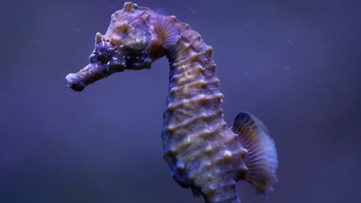 Recreational boating along the British seaside may be needlessly endangering populations of native seahorses.