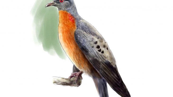 Ben Novak is a scientist committed to de-extinction and bringing back the passenger pigeon using hybrids and gene editing.