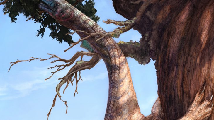 New fossils may help scientists to understand how plant-eating dinosaurs such as the Brontosaurus grew to be so large.