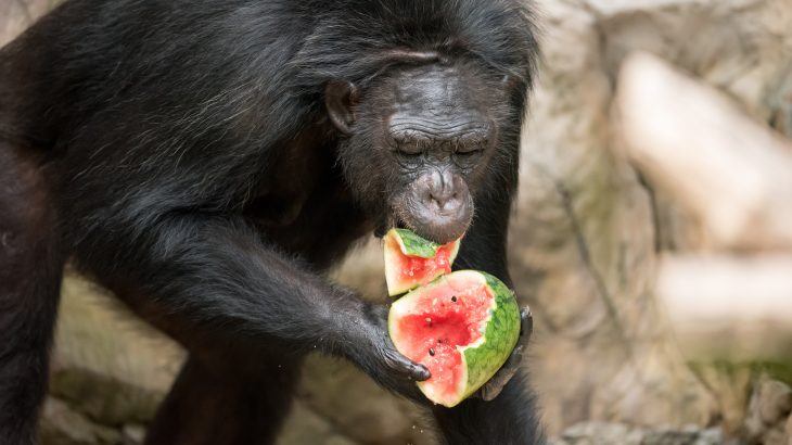 Scientists have long speculated that plants adapted brightly colored fruit to attract animals to eat them and spread out their seeds.