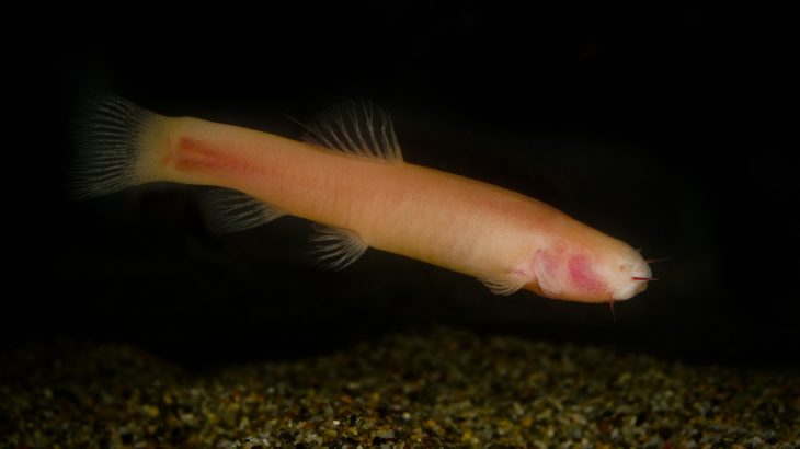 Researchers from the Karlsruhe Institute of Technology set out to investigate how species evolve in extreme environments like a sunless cave.