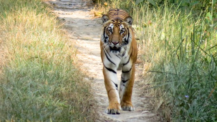 Nepal now has an estimated population of 235 wild tigers, almost twice the estimated population of 121 tigers found in 2009.