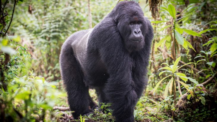 Anthropologists have found that when male mountain gorillas spend a lot of time caring for kids they are more reproductively successful.