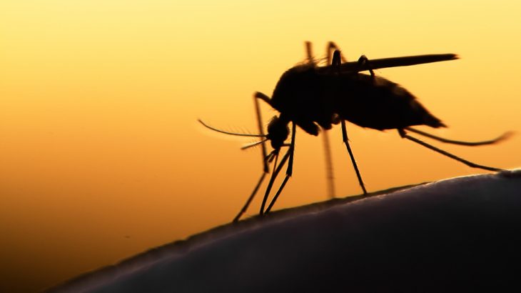A study has found that decoys that mimic cattle are better at trapping malaria mosquitoes than human volunteers.
