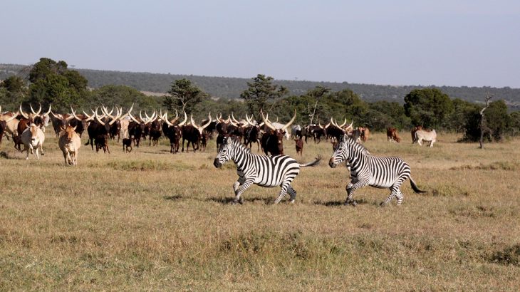 A new study has found that allowing livestock and wildlife to commingle under the right circumstances can have a positive impact.