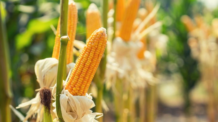 If fertilizer production adopts benchmarks like the fuel-efficiency standards in the auto industry, it could produce huge economic benefits.