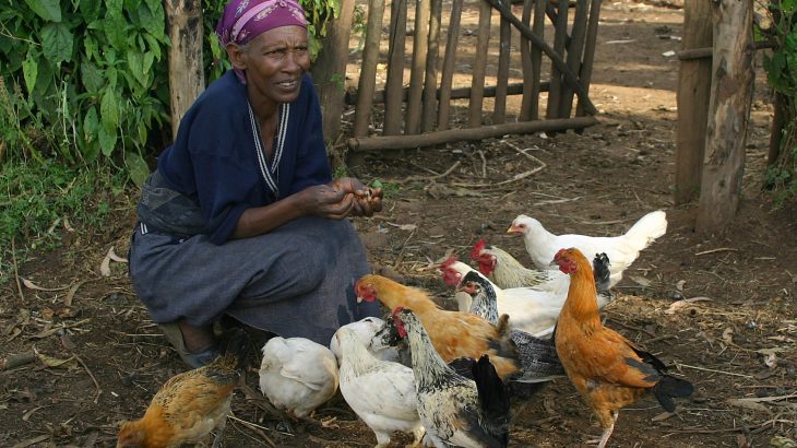 A more localized approach to sustainable development could be key to boosting the productivity of small-scale chicken farms across Africa.