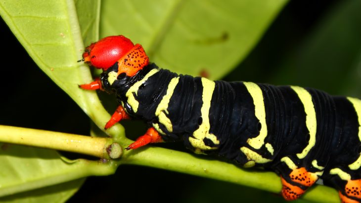 A disturbing new study has revealed massive, widespread declines in insect populations in the forests of Puerto Rico.