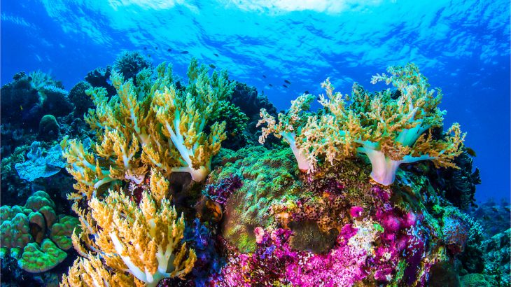 An increase in water temperatures may benefit corals to some extent because it increases the aggressiveness of fish that guard the reef.