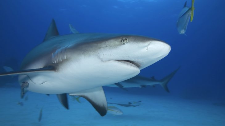Shark sanctuaries were implemented as a buffer against fishing and are meant to serve as a conservation area.