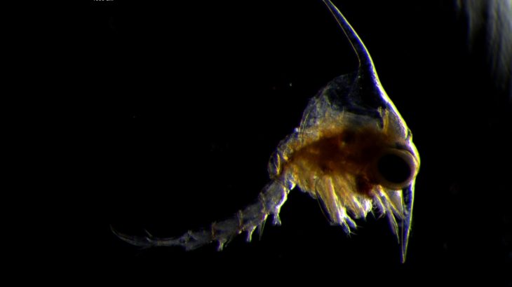 In their earliest life stage, baby blue crabs look nothing like the adult crabs they may one day grow to be.