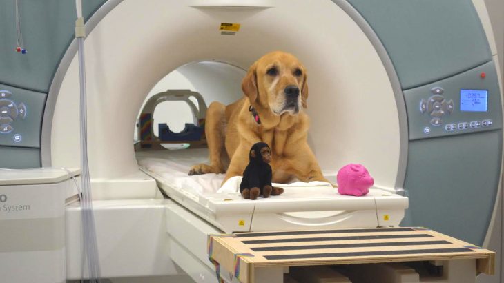 The results of a new study show that dogs have a basic understanding of learned words and can distinguish words they know from new ones.