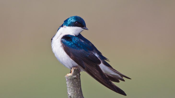 New research is looking into why populations of insect-eating birds such as Tree Swallows are declining steadily across North America.