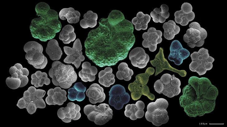 One family of tiny, shelled organisms are providing information that proves that evolution is not always a slow, gradual process.