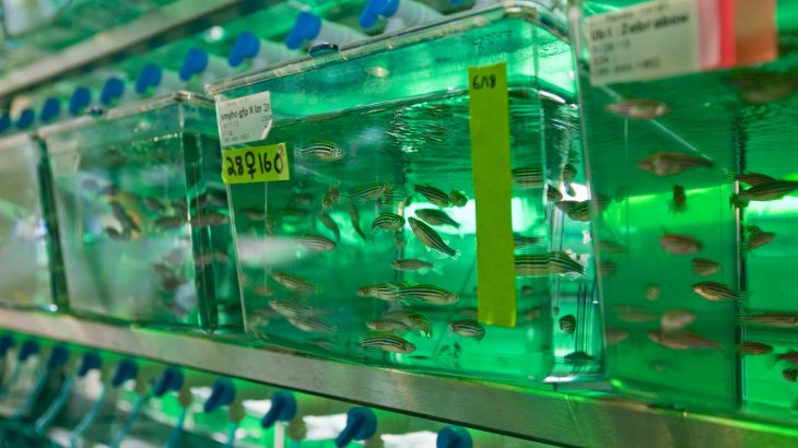 New research is reporting on the potential for using CRISPR gene editing to create knock-in zebrafish models of human disease.